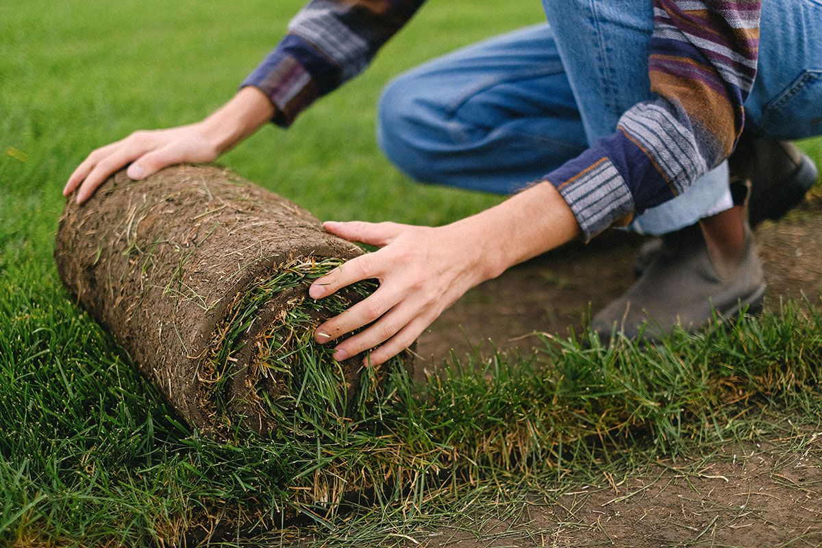 Autumn is the perfect time to renew your lawn. Infinity Home Services looks at why and what you need to do.