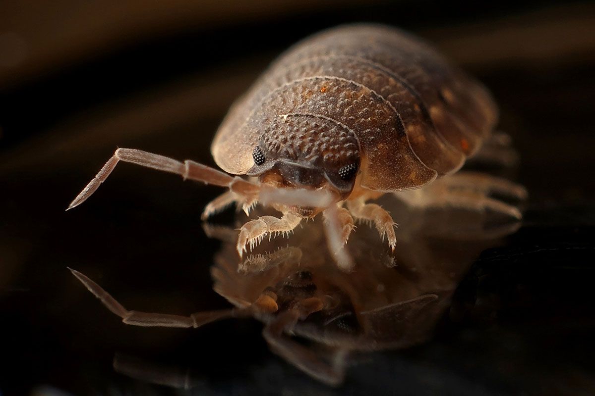 Infinity Home Services' Pest Control can assist you in eradicating Bed Bugs, and keeping them gone!