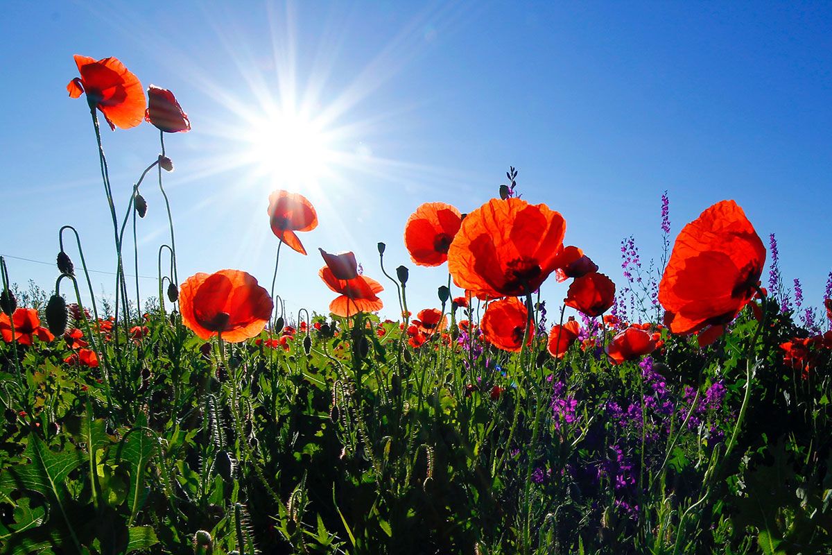 On November 11th, the UK will fall silent as an act of Remembrance to fallen service people throughout our military history.