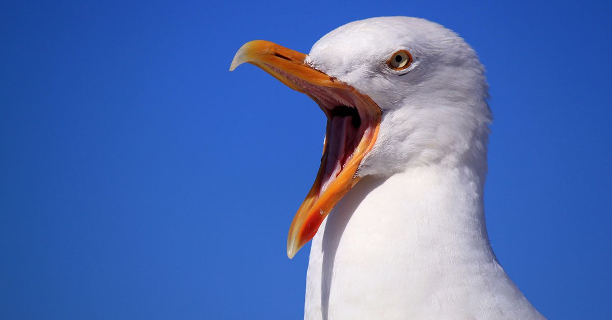 Seagulls can be a bane to many people's lives. Find out how Infinity Home Services can assist in reducing their impact.