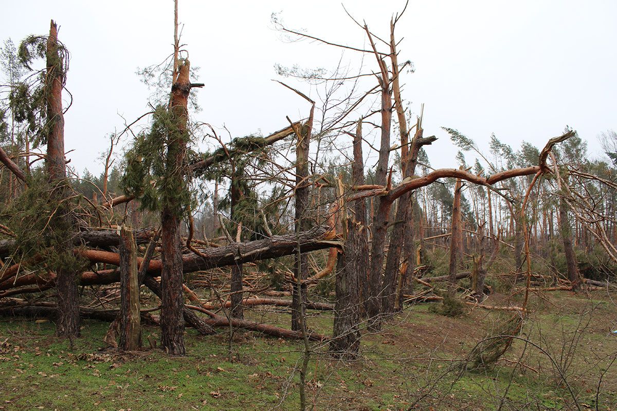 Infinity Home Services looks at the damage caused to homes and gardens by strong winds