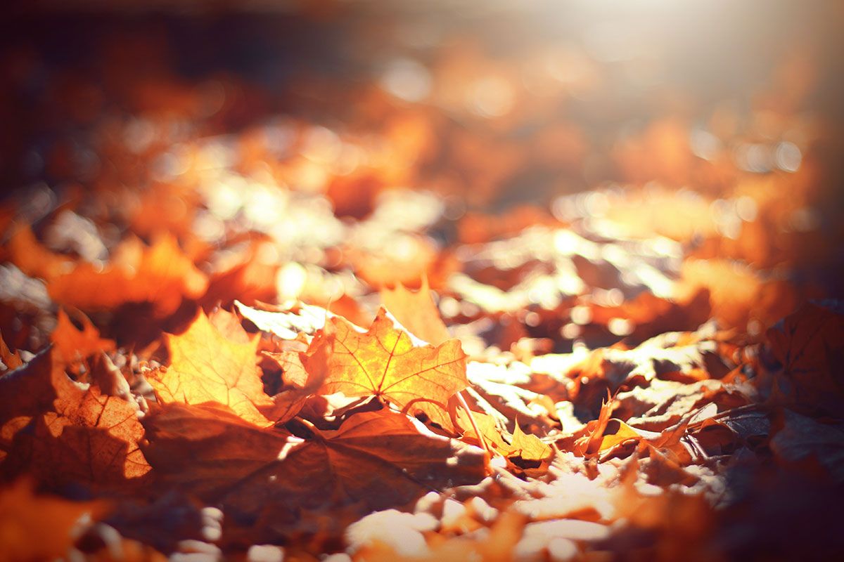 Infinity Home Services gives you a guide on how to prepare your home for autumn