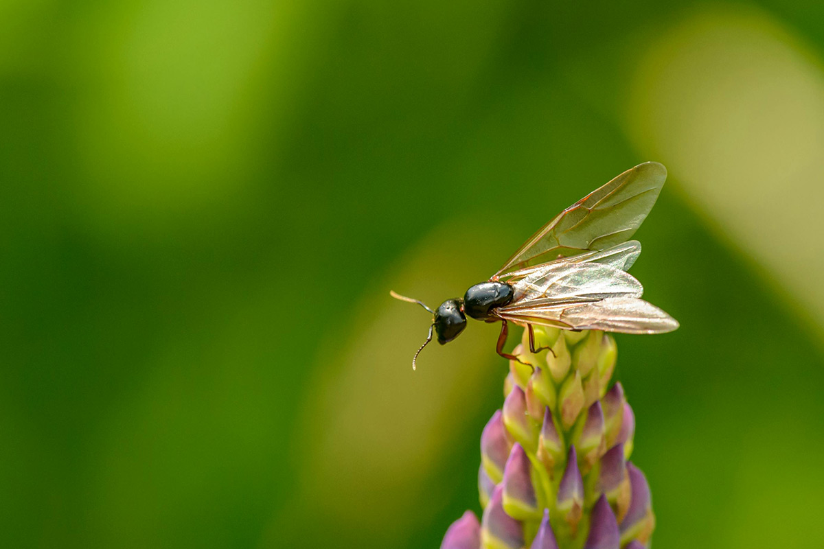 Flying Ants can be the bane of summer, but find out more about their life here!